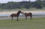 Wild Horse